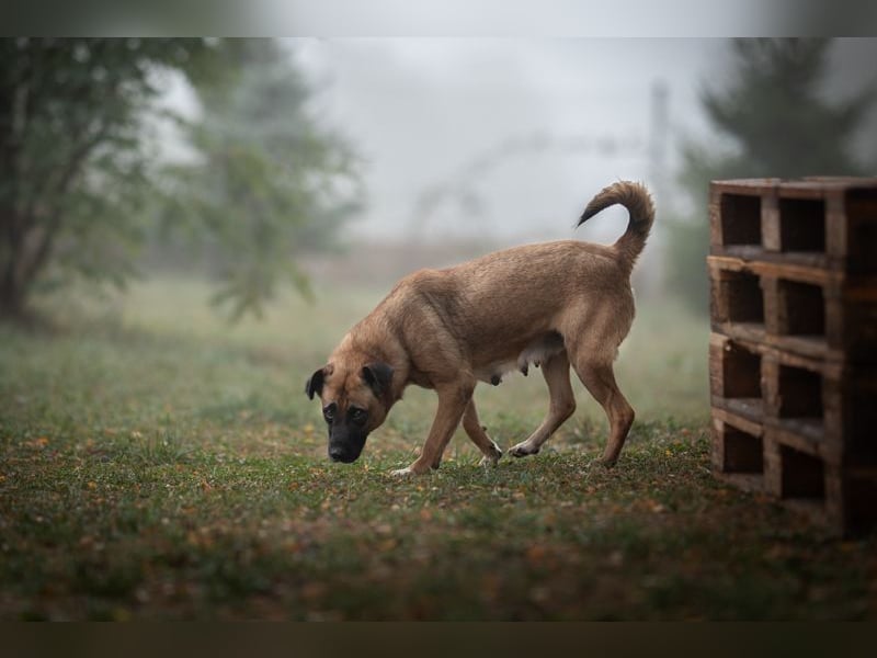 CARI - die brave und liebevolle Hündin träumt davon, ihre Familie überall hin begleiten zu dürfen