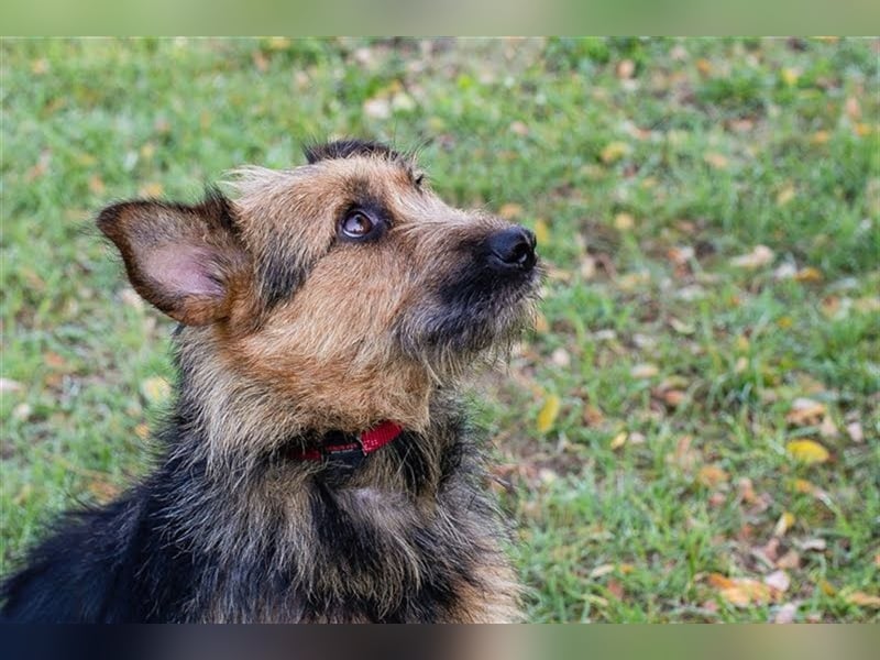 NOLA - die liebe Maus ist noch sehr vorsichtig und sucht hundeerfahrene, geduldige Menschen