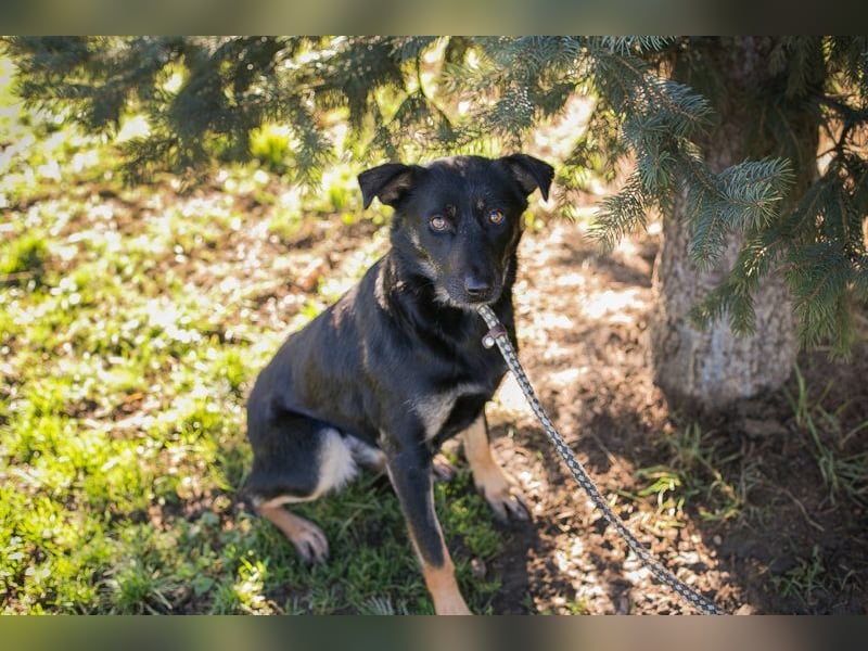 GRACE - ich freue mich auf ein tolles Leben mit meinen Menschen!