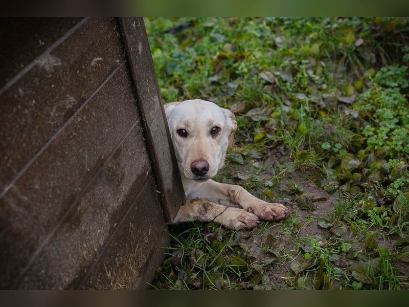 DESIREE - wer schenkt der schüchternen Maus Liebe, Geduld und Sicherheit?