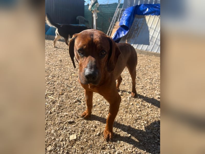 KARLCHEN - der freundliche und anhängliche Rüde ist auf der Suche nach einer eigenen Familie