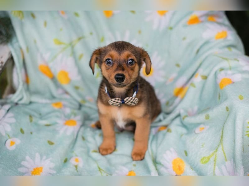 Welpe ELMO - wenn ich groß bin möchte ich ein richtiger Familienhund sein!
