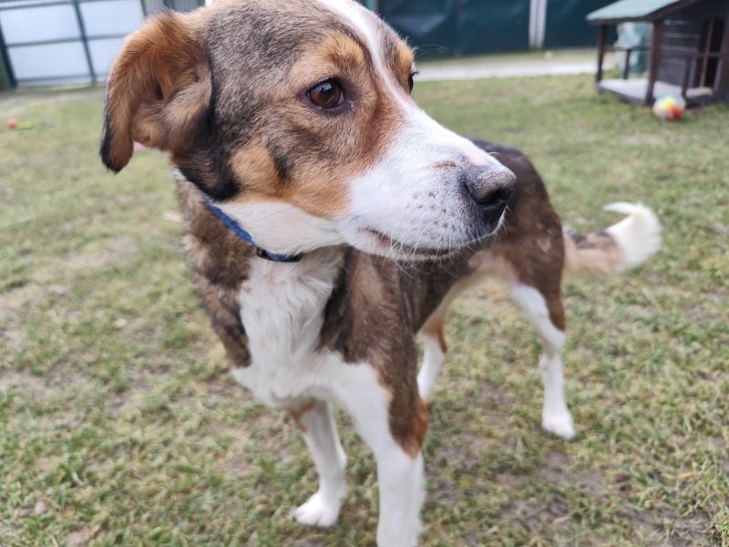 MAYA - die liebe und zutrauliche Hündin wartet gespannt auf ihre Menschen!