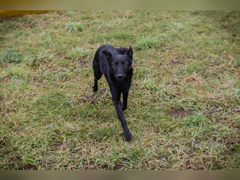 MAVI - die hübsche Maus mag Menschen und Artgenossen und sucht ein tolles Zuhause