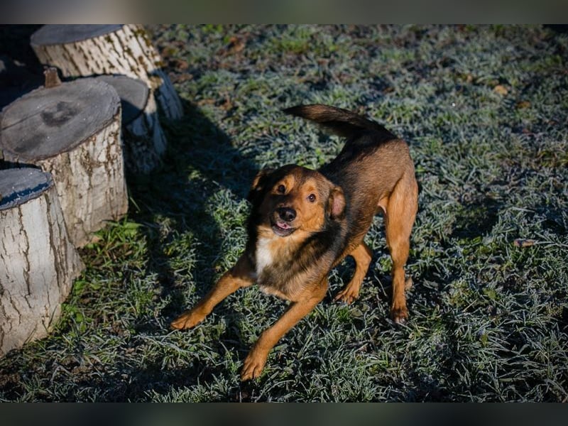 Chip-Nr. 256049 - ich freue mich auf tolle Abenteuer mit meiner Familie!