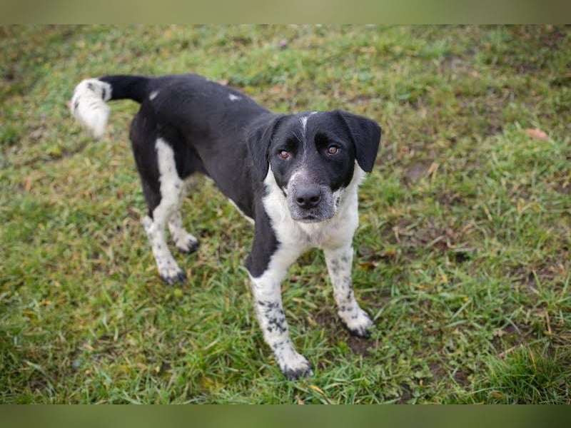 LUCHO - ich bin bereit für mein Für-Immer-Zuhause!