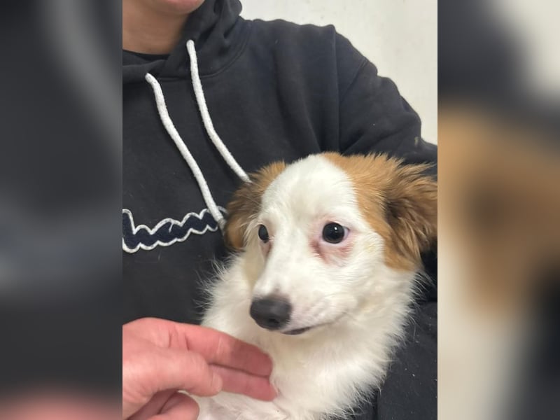 Welpe JULIETTE - die ängstliche Maus sucht ein liebevolles, geduldiges, hundeerfahrenes Zuhause