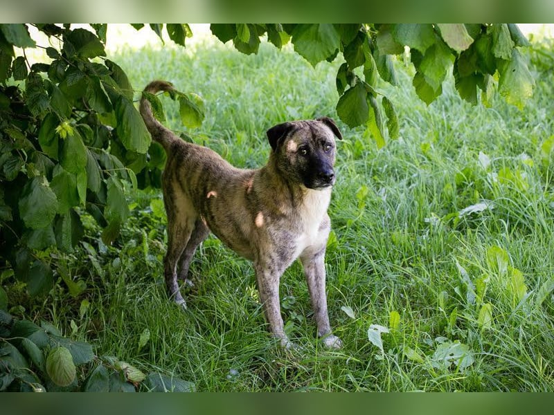 WILSON - der ruhige und bedächtige Senior mit der zarten Seele sucht ein liebevolles Zuhause
