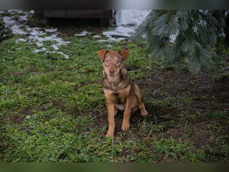 Welpe MERLE - wer verliebt sich in mich und schenkt mir ein tolles Zuhause?