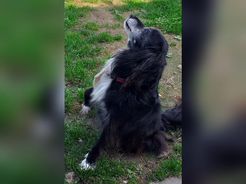 GUGO - lieber, genügsamer und braver Senior sucht ruhiges Plätzchen mit Familienanschluss