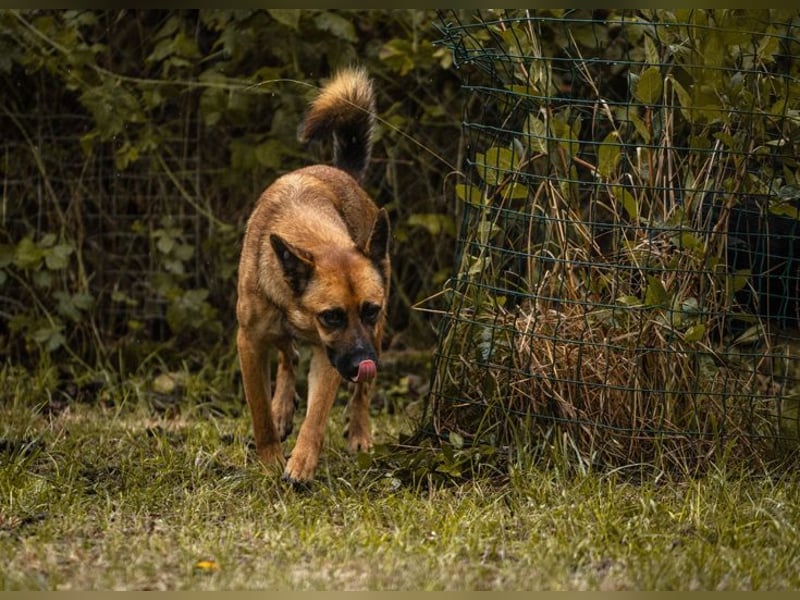 ARCHIE - der aktive, neugierige und verspielte Junghund sucht unternehmungslustige Menschen