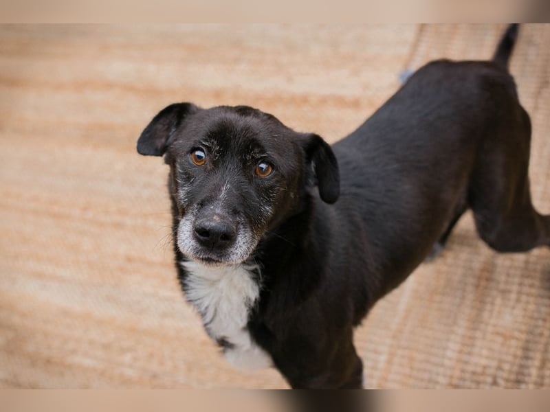 FIDO - der aufgeschlossene Rüde freut sich auf tolle Abenteuer mit seinen Menschen