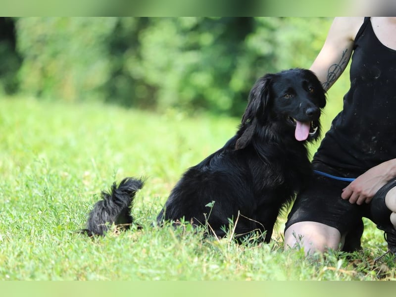 SID - wer möchte mit mir spielen, kuscheln und lernen und mir ein tolles Für-Immer Zuhause schenken?