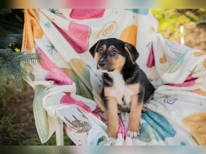 Welpe ROSARIO - ich möchte so gerne DEIN vierbeiniger Begleiter sein!