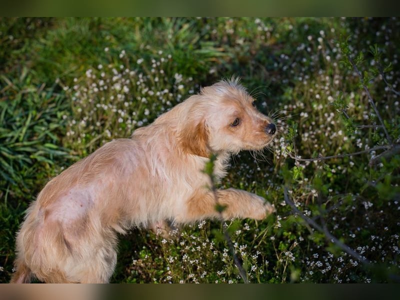 Welpe ULLI - schenkst du mir dein Herz und ein liebevolles Zuhause?