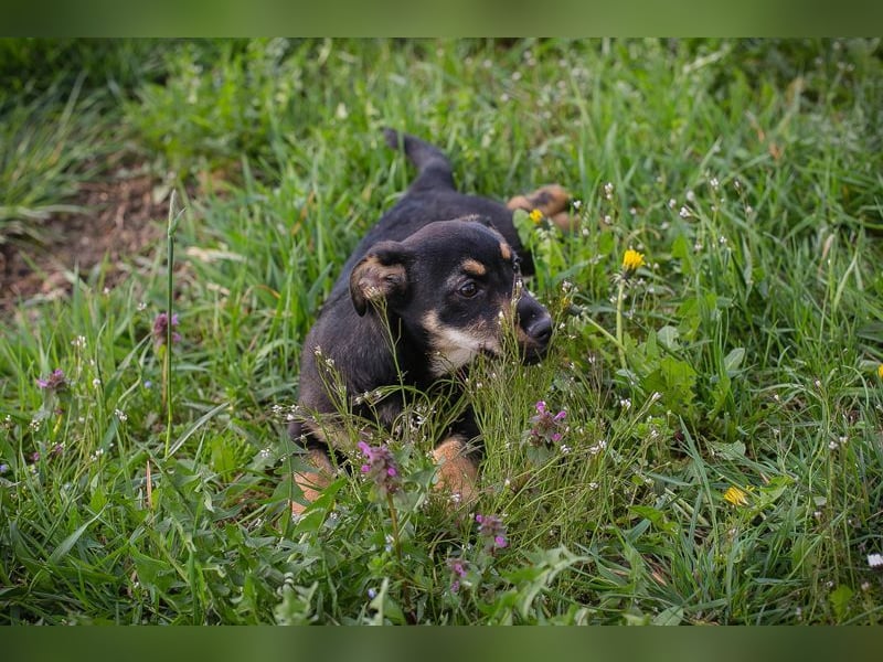 Welpe Chip Nr. 271651 - ich freue mich auf tolle Abenteuer mit meinen Menschen!
