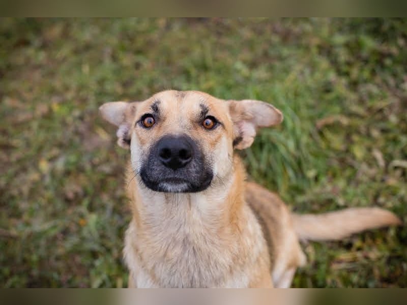 BELLA - die menschenbezogene, süße Hündin möchte so gerne DEINE vierbeinige Begleiterin sein...