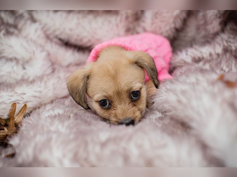 Welpe Chip Nr. 255615 - das goldige Mädchen träumt von einem liebevollen Für-Immer Zuhause