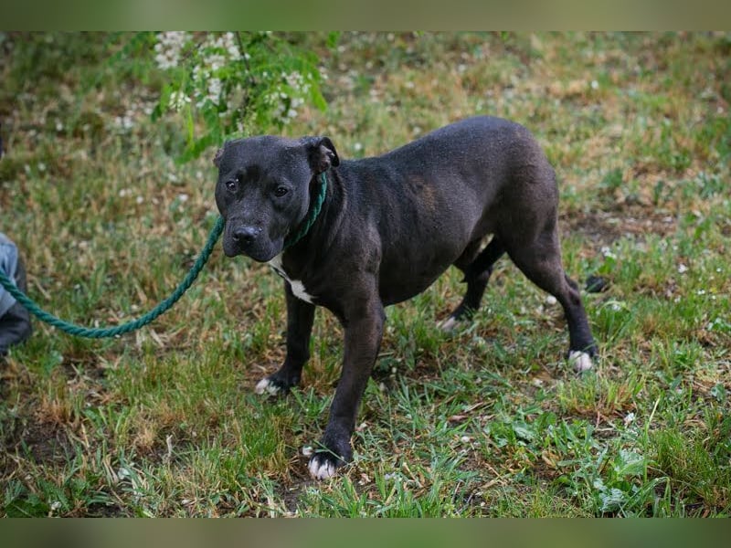 SAPPHIRE - wer schenkt mir sein Herz und ein Zuhause?