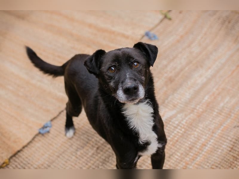 FIDO - der aufgeschlossene Rüde freut sich auf tolle Abenteuer mit seinen Menschen