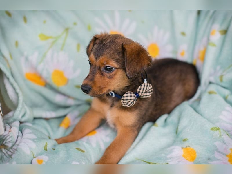 Welpe ELMO - wenn ich groß bin möchte ich ein richtiger Familienhund sein!
