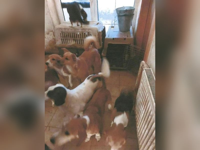 RAMONA - die gesellige und anhängliche Hündin sucht eine unternehmungslustige Familie