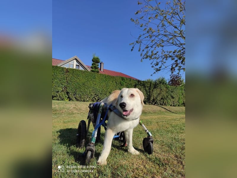 HEIDI - wer schenkt der lieben Maus sein Herz und ein tolles Zuhause?