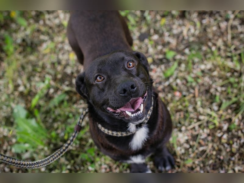 Willy sucht Spiel, Spaß, Freude und Freunde