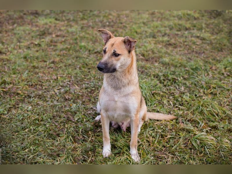 BELLA - die menschenbezogene, süße Hündin möchte so gerne DEINE vierbeinige Begleiterin sein...