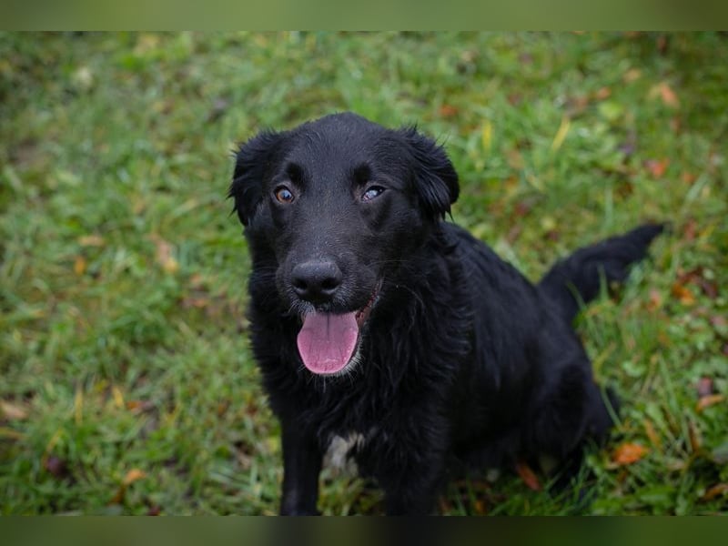 RONNY - kuscheln, lernen, spielen - wer schenkt mir sein Herz und ein Zuhause?