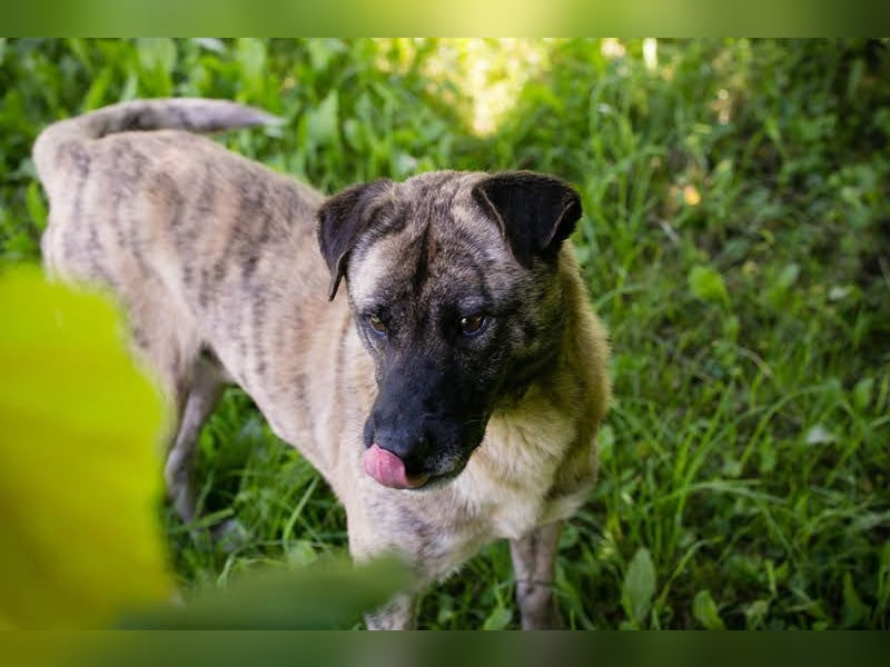 WILSON - der ruhige und bedächtige Senior mit der zarten Seele sucht ein liebevolles Zuhause