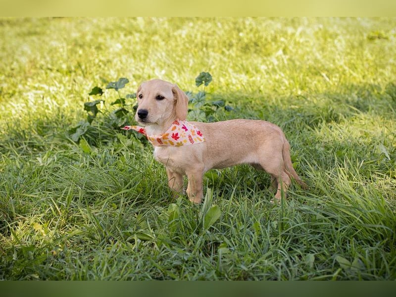 Welpe Chip-Nr. 270070 - die lustige und neugierige kleine Maus träumt von einer eigenen Familie!