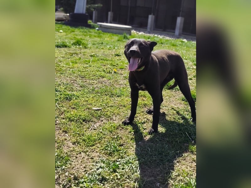 Internes Kennzeichen 25L - für diese aktive Junghündin suchen wir eine unternehmungslustige Familie!