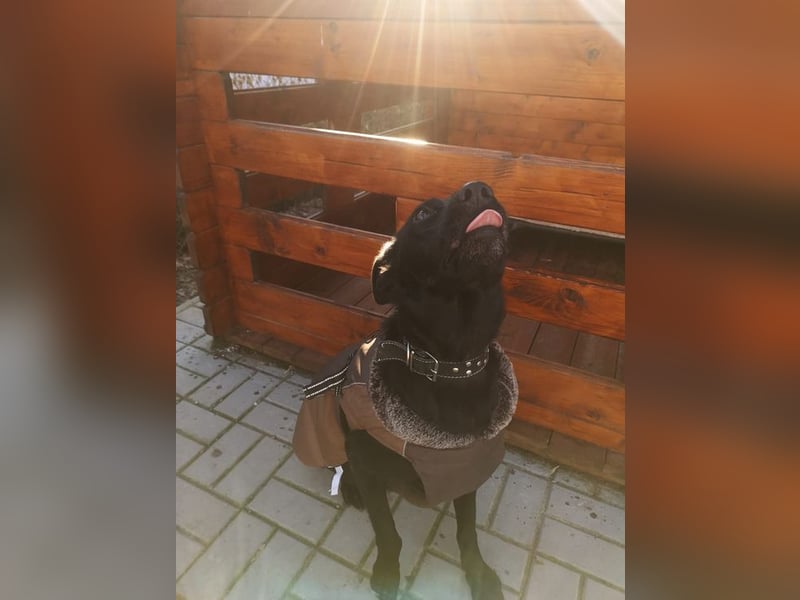 SANTE - wer eine ruhige, liebe und menschenbezogene Hündin sucht, der ist hier richtig!