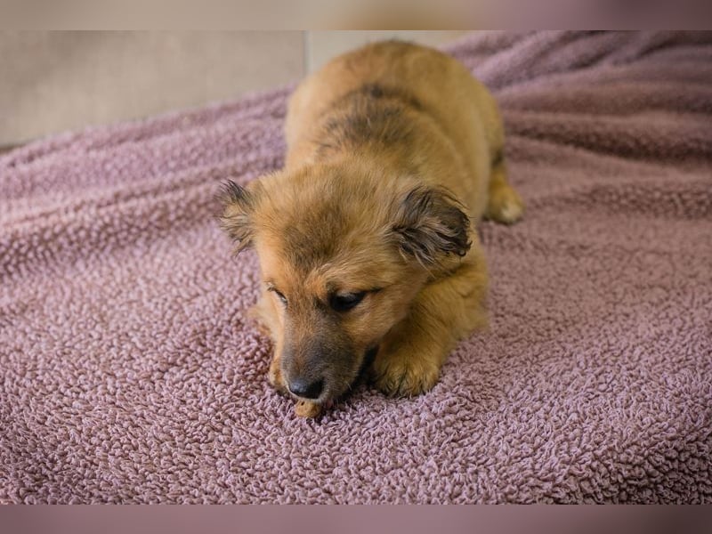 Welpe TILLY - ich suche eine Familie, die mich liebt, beschützt und nie mehr alleine lässt