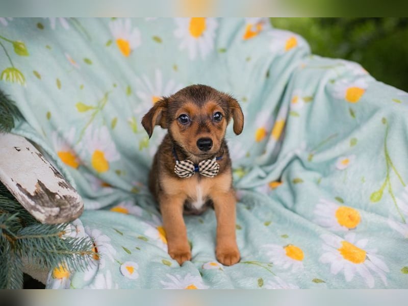 Welpe ELMO - wenn ich groß bin möchte ich ein richtiger Familienhund sein!
