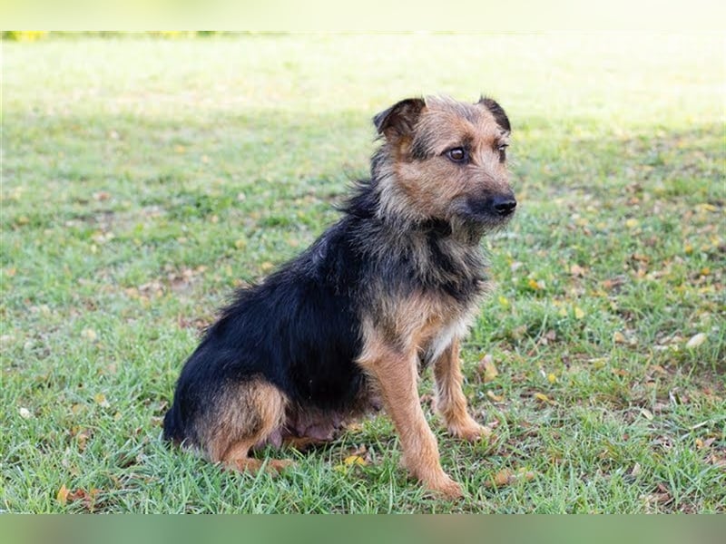 NOLA - die liebe Maus ist noch sehr vorsichtig und sucht hundeerfahrene, geduldige Menschen