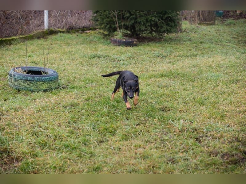 MELIKE - die liebebedürftige, brave Maus sucht ein liebevolles Für-Immer Zuhause!