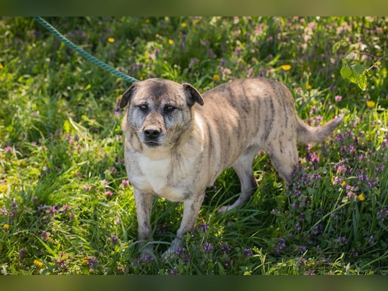 WILSON - der ruhige und bedächtige Senior mit der zarten Seele sucht ein liebevolles Zuhause