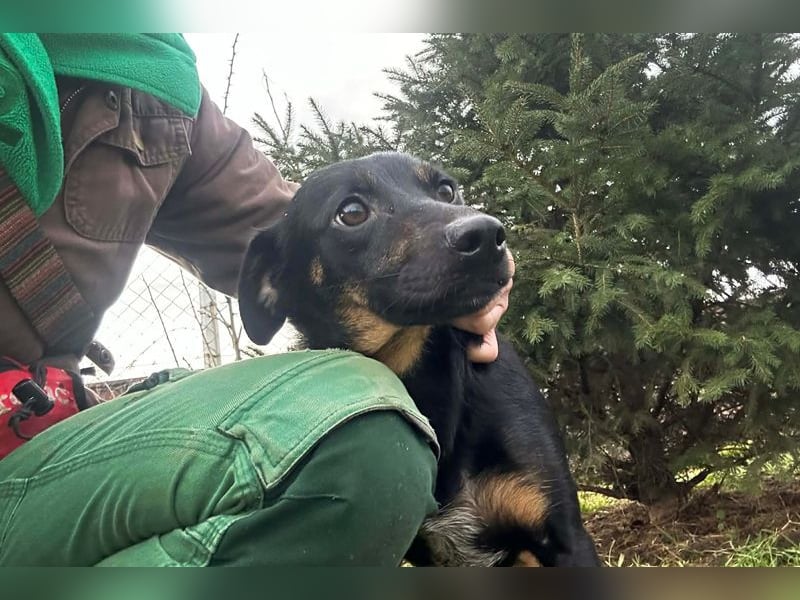 MELIKE - die liebebedürftige, brave Maus sucht ein liebevolles Für-Immer Zuhause!