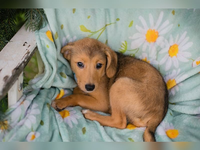 Welpe IBU - kuscheln, schmusen, lernen... schenkst du mir ein Zuhause?