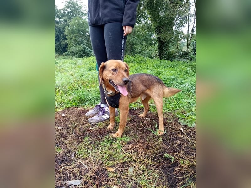 BAILEY - wer zeigt dem fröhlichen, dankbaren Rüden, wie schön ein Hundeleben sein kann?