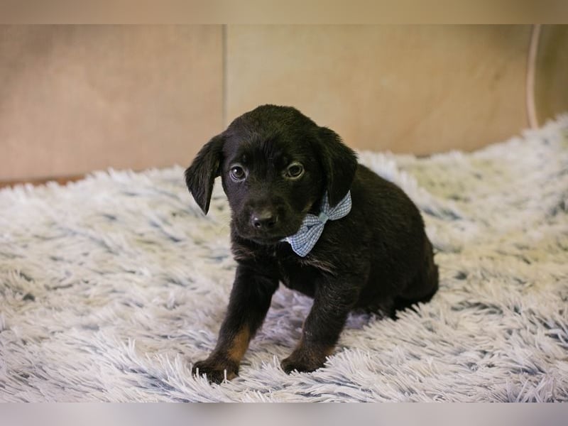 Welpe BAGHIRA - ich träume von tollen Erlebnissen mit meinen Menschen!