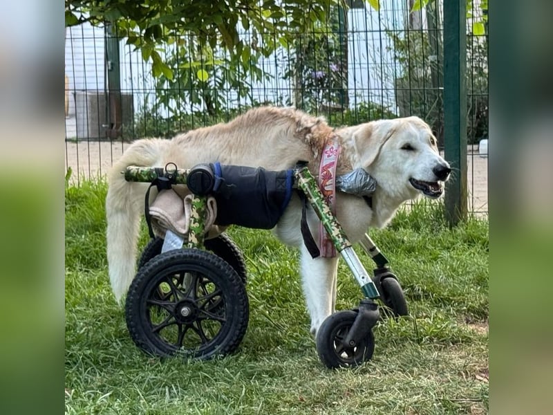 HEIDI - wer schenkt der lieben Maus sein Herz und ein tolles Zuhause?
