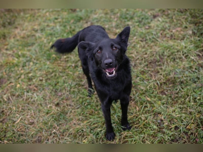 MAVI - die hübsche Maus mag Menschen und Artgenossen und sucht ein tolles Zuhause