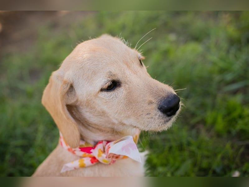 Welpe Chip-Nr. 270070 - die lustige und neugierige kleine Maus träumt von einer eigenen Familie!