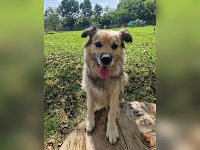 NERO - schenkst du mir dein Herz und ein Zuhause für immer?