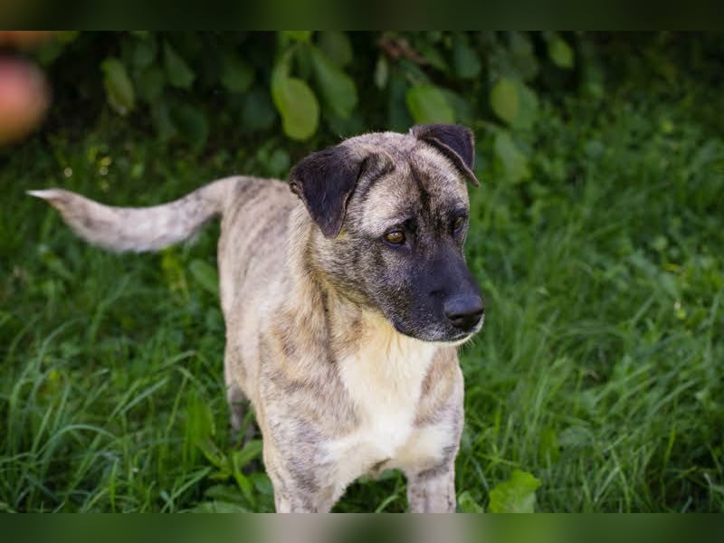 WILSON - der ruhige und bedächtige Senior mit der zarten Seele sucht ein liebevolles Zuhause