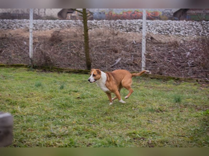 ANITA -  die hübsche Maus träumt von einem tollen Für-Immer Zuhause