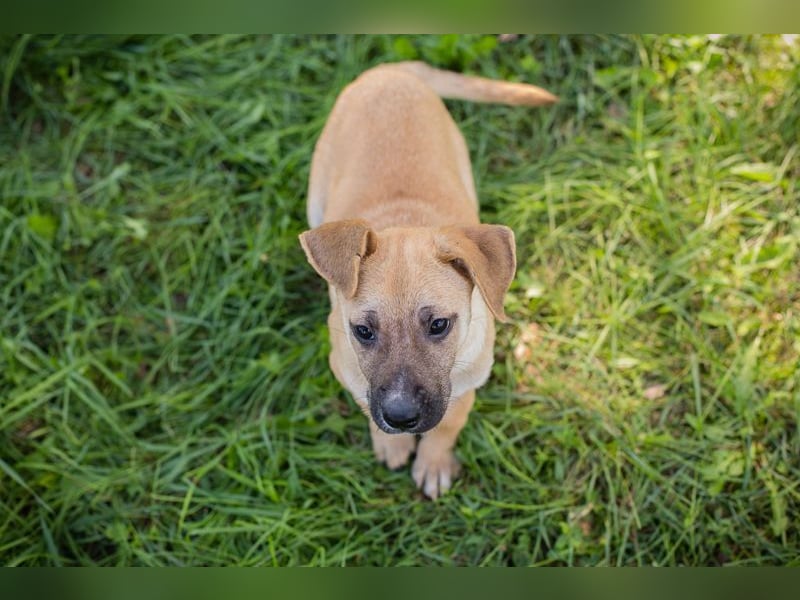 Welpe Chip Nr. 275173 - wenn ich groß bin möchte ich eine richtige Familienhündin sein1